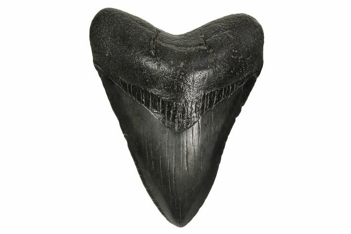 Serrated, Fossil Megalodon Tooth - South Carolina #297427